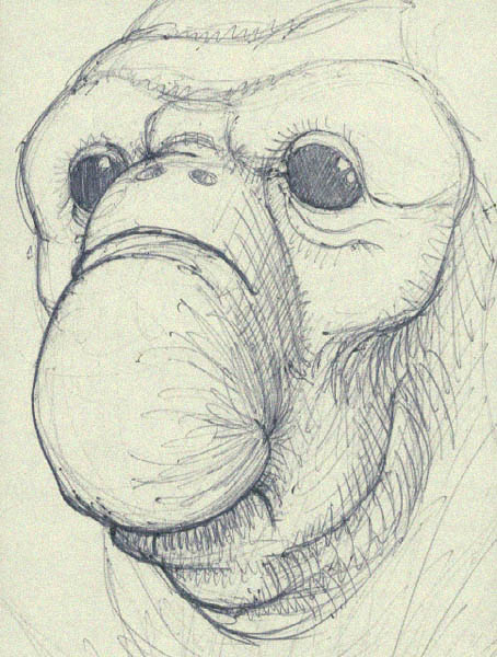 Walrus Head